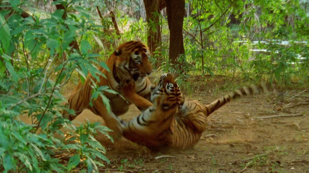 Тайгер видео. Холм тигра Индия. Тигр на Холме. Индийский тигр самец. Магуна самец тигра.